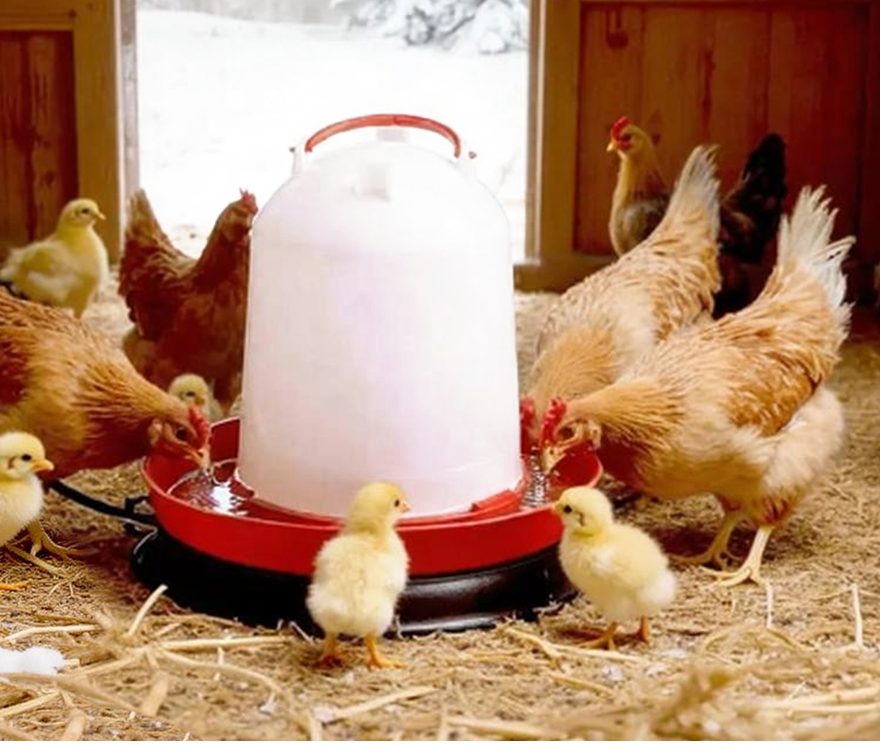 Chicken Coop Care